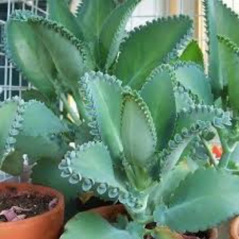 Mother of Thousands" Plantlets (Super Easy to Grow!) 4/pack - Picture 3 of 3